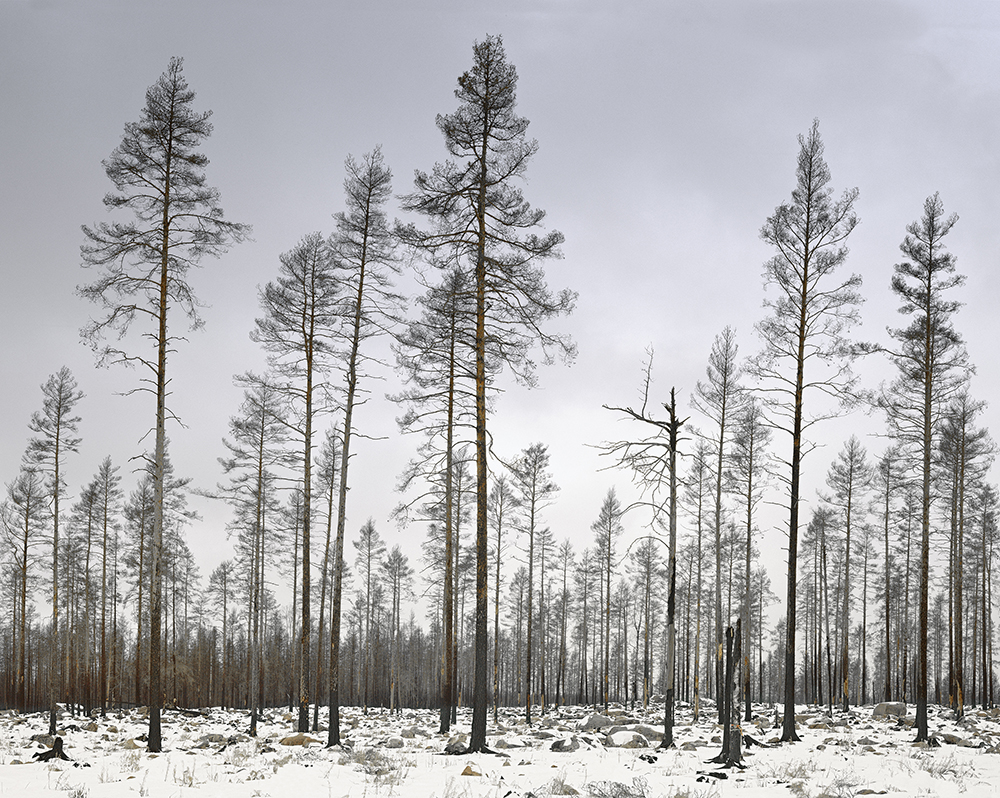winter-pines-left