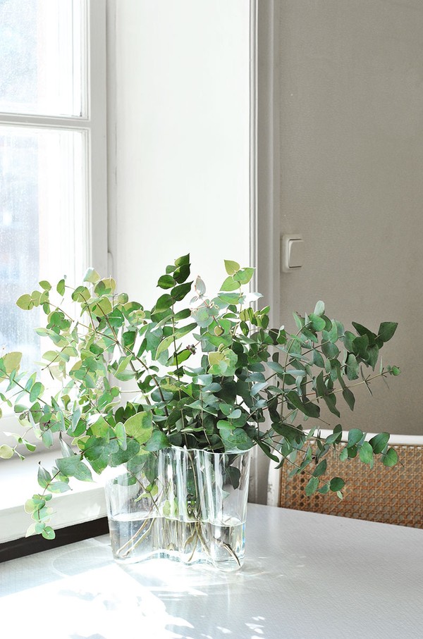 eucaluptus-snittblommor-blad-trendigt